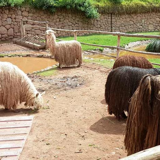visit-awanacancha-alpacas